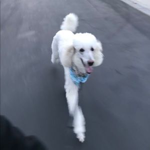 Meet your Posher, Lauren